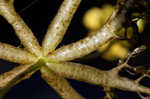 Floating bladderwort